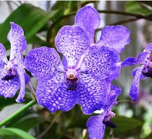 Ванда голубая