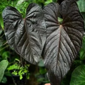 Сортовые Антуриумы