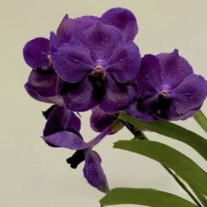 Ванда синяя