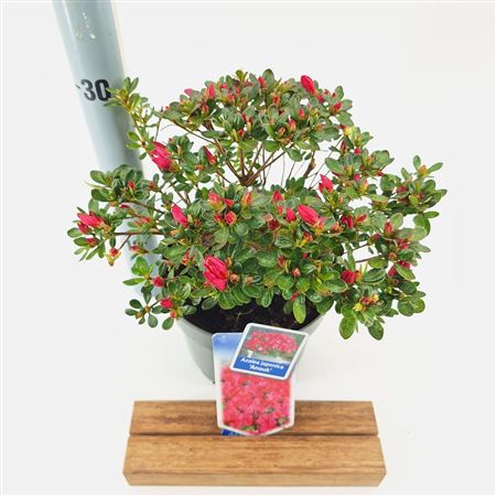 Rhododendron (aj) Anouk