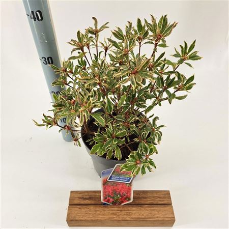 Rhododendron (aj) Silver Sword