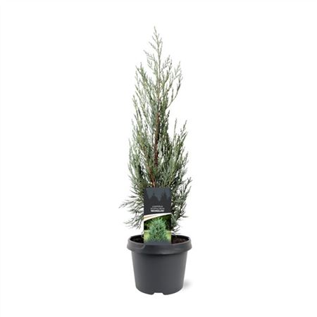 Juniperus Scop Moonglow