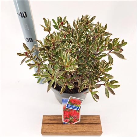 Rhododendron (aj) Silver Sword