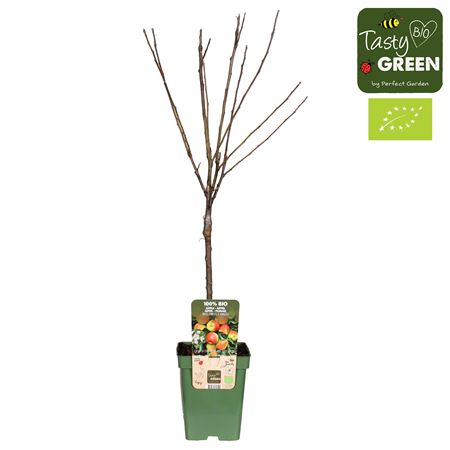 Malus Dom Jonagold Bio