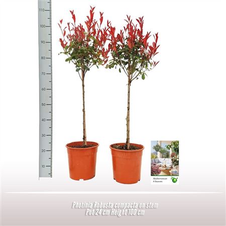 Photinia Robusta Compacta On Stem