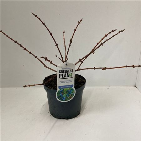 Lonicera Cearulea Duet