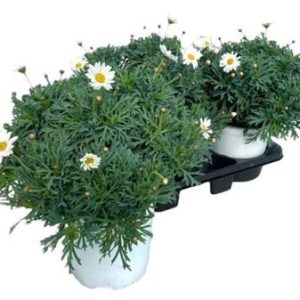 Argyranthemum Frut White