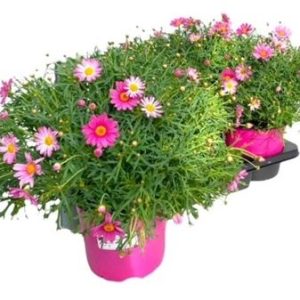 Argyranthemum Frut Pink