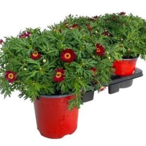 Argyranthemum Frut Red