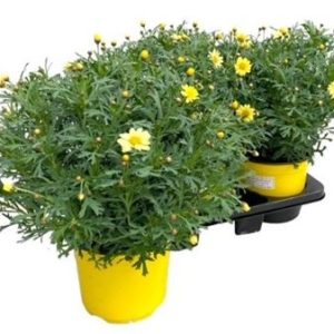 Argyranthemum Frut Yellow
