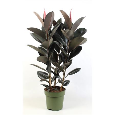 Ficus El Abidjan 3pp