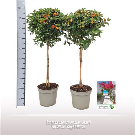 Lantana Camara On Stem Orange