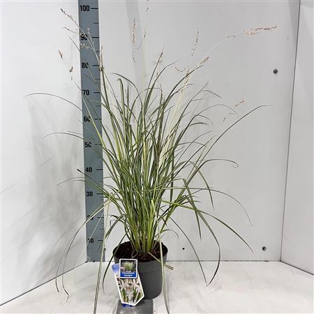 Chlorophytum Saunderisiae Starlight