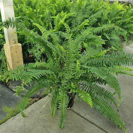 Nephrolepis Cordifolia Articjungle
