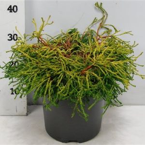 Chamaecyparis Obt Gitte