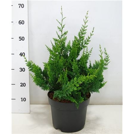 Chamaecyparis Obt Teddy Bear