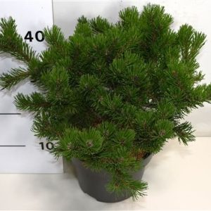 Pinus Mugo Klosters Grun
