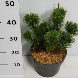 Pinus Mugo Carsten's Wintergold