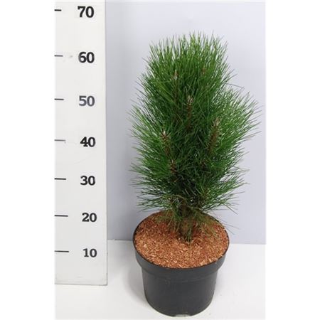 Pinus Nigra Green Tower
