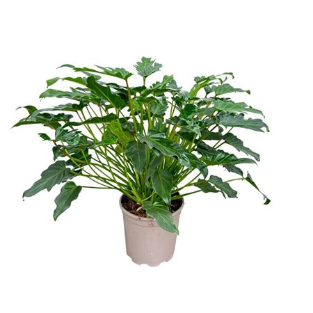 Philodendron Xanadu