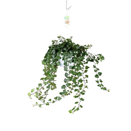 Hedera Helix Wonder - Hang/xxl