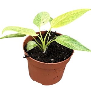 Homalomena Sulcata Cream Frost