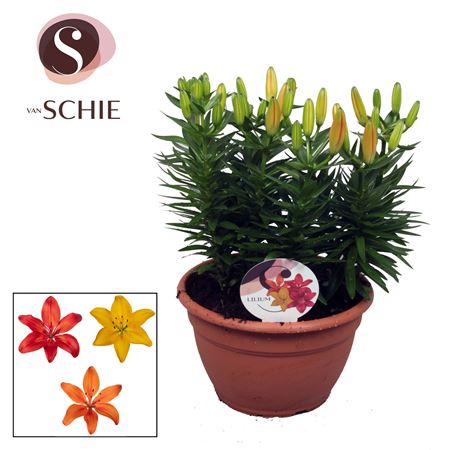 Lilium As Trio Mix Bowl 9pp