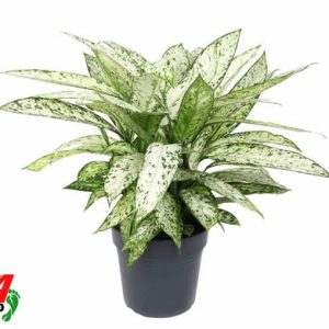 Dieffenbachia Vesuvius