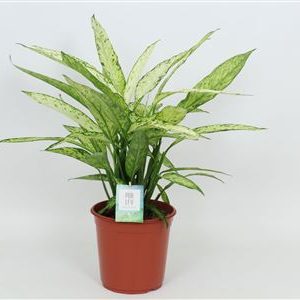 Dieffenbachia Vesuvius