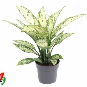 Dieffenbachia Vesuvius