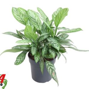Aglaonema Silver Queen