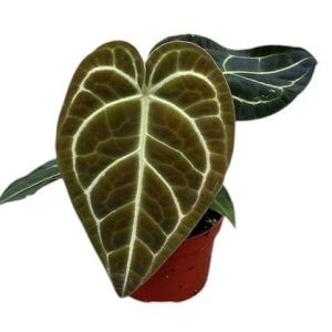 Anthurium Regale