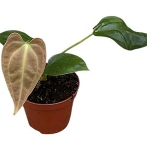 Anthurium Napo
