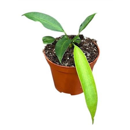 Anthurium Wendlingeri