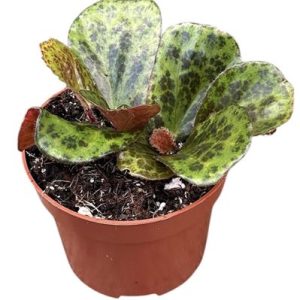 Begonia Blancii Mottled