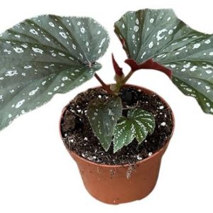 Begonia Aiai