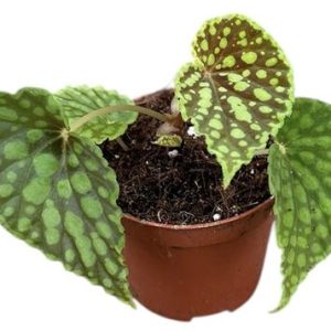 Begonia Chlorosticta