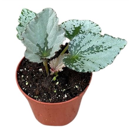 Begonia Grey Earl