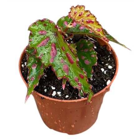 Begonia Pink Dottie
