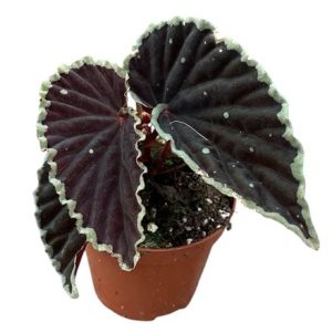 Begonia Darthvaderiana Green Spot