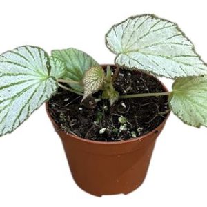 Begonia Two Face