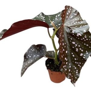 Begonia Palmata D Don