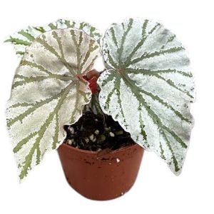 Begonia Looking Glass
