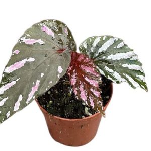 Begonia Brevirimosa
