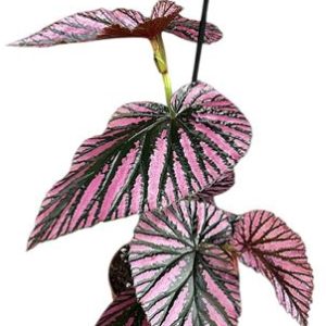 Begonia Brevirimosa