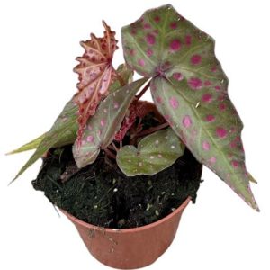 Begonia Amphioxus X Malachosticta