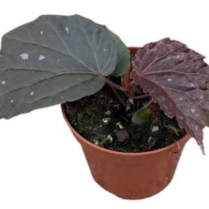 Begonia Black Cat