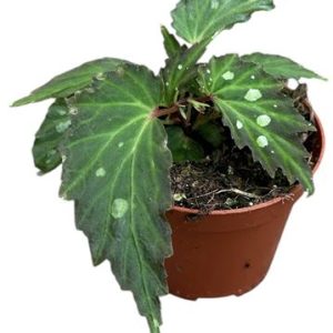 Begonia Mantuk