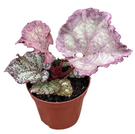 Begonia Pink Panther