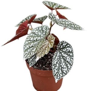 Begonia Snowcap